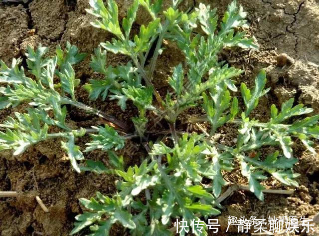 香椿|蒲公英、香椿、榆树钱、白蒿……一种野菜治一种病