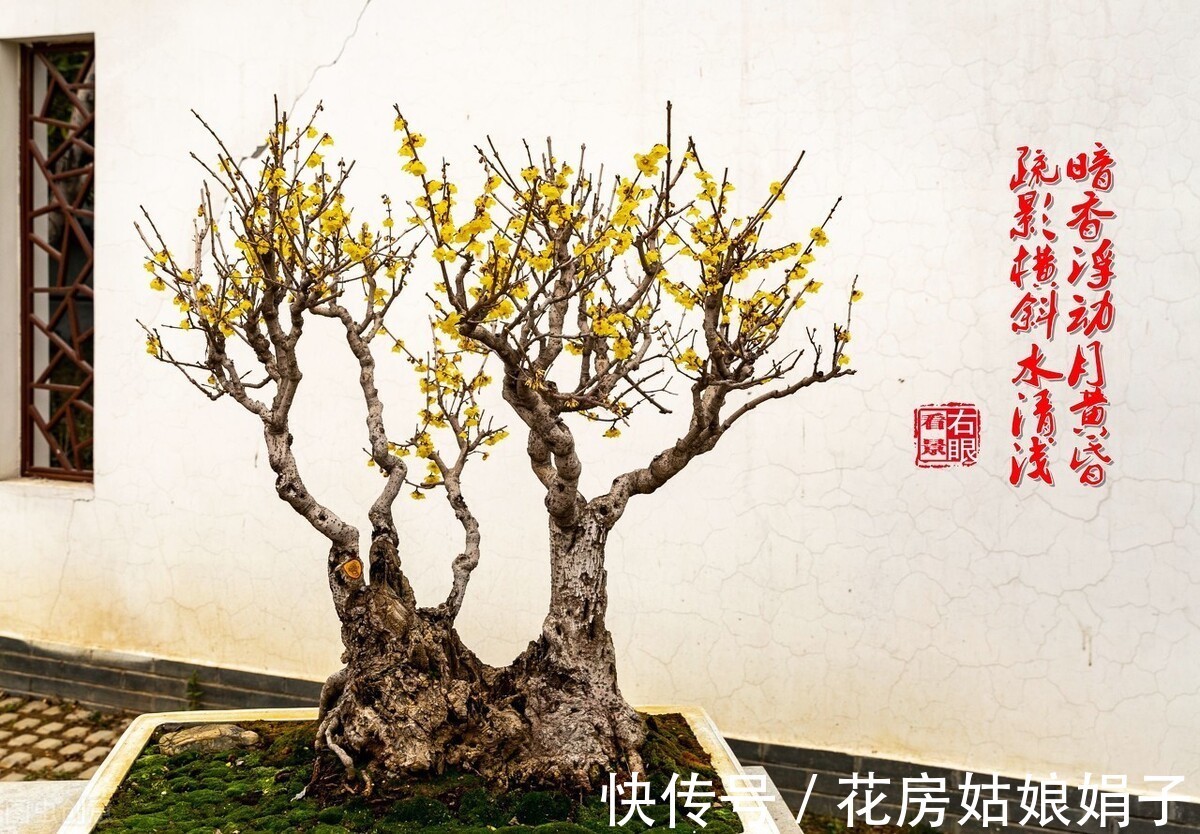 花友们|想要易养好活的花卉?选择这5种,1年开花200天