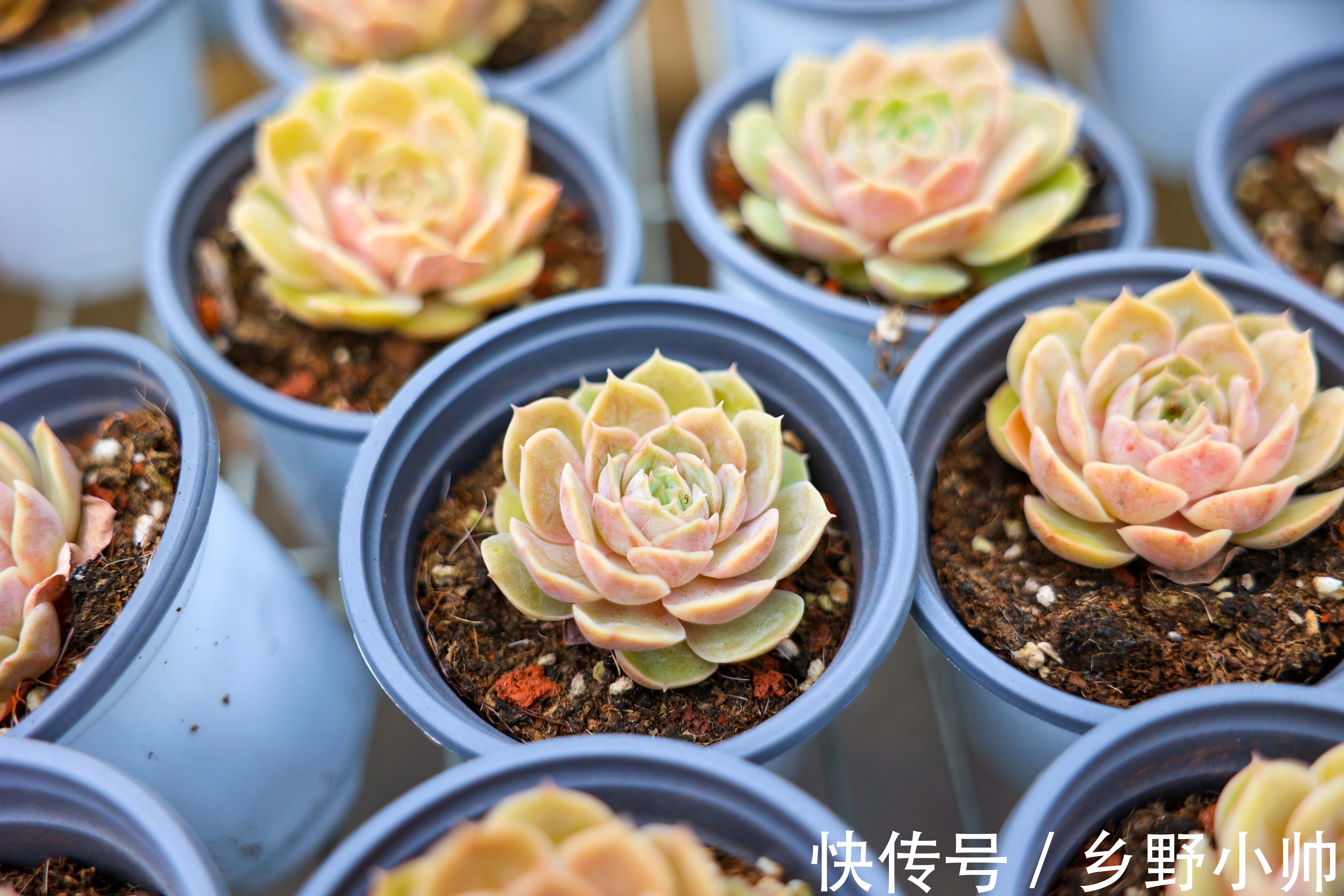 多肉什么情况下可以砍头？砍头后有什么差别？如何养护得更好？