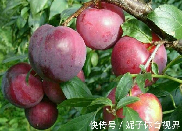 修剪|李子美容养颜、祛痰止咳,如何收获高产优质的李子,只需掌握四点