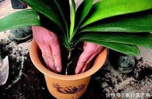 盆底|养君子兰,盆底放1把“它”,叶绿开花大,比花肥好10多倍!