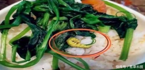 午餐照|老师发来午餐照,“高蛋白”饭菜惹众怒,宝妈你家孩子吃吗