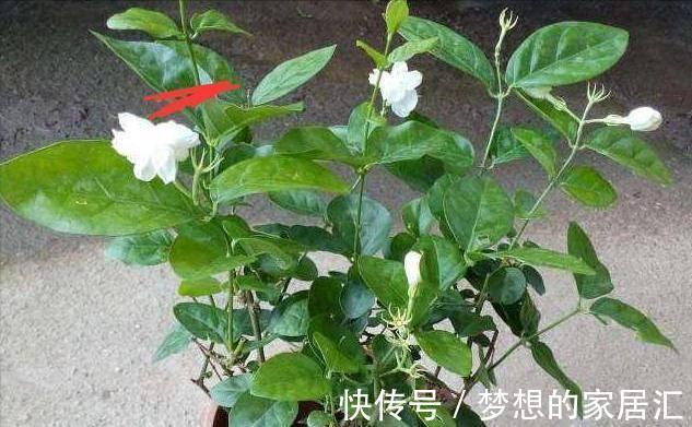 夏天|4种“漂亮花”,秋天怕乱修剪,姿势不对,剪了白费,不开花
