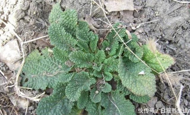 中年|山坡上一种“疙瘩草”,农民见到就拔,不知是珍贵“止咳药”!