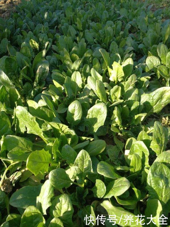 常吃4种蔬菜,能改善便秘状况,比吃药还管用