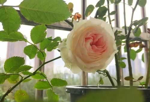 月季发芽后，新叶泛黄怎么办？3个原因，1个解决办法！