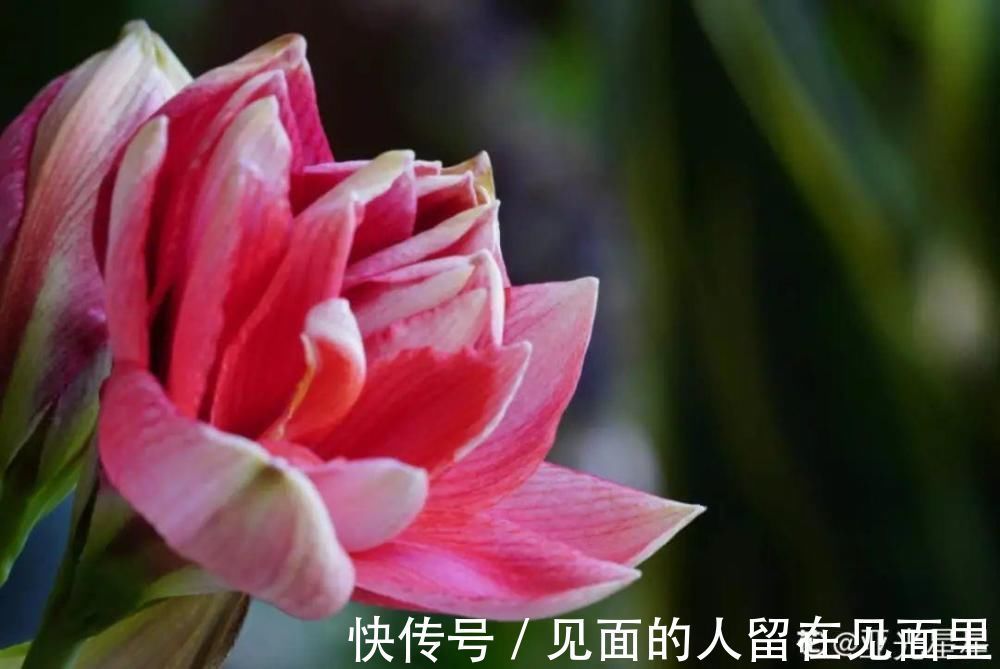 土朱|朱顶红埋土里，如何能年年开花，球变大、变多？