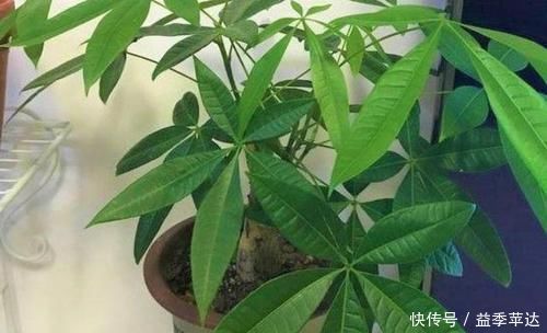 浇灌|养花用什么水浇灌2种'万能浇花水',浇啥花都能越长越旺盛