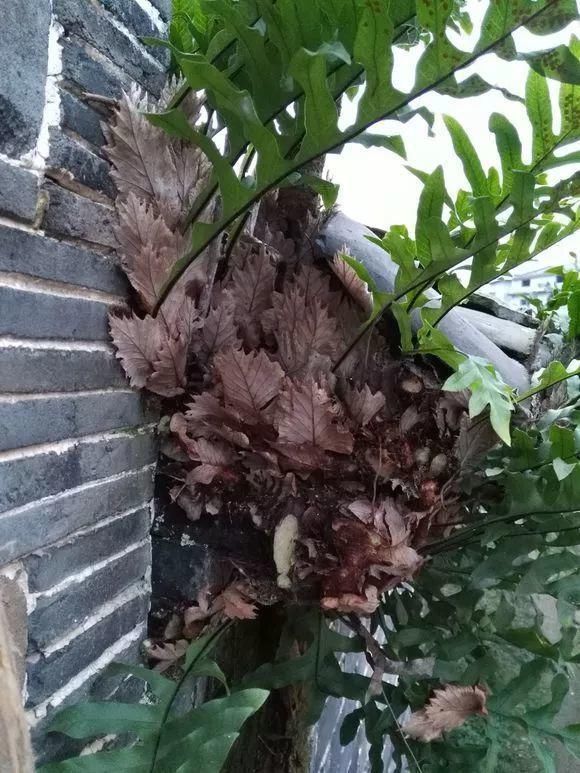 垂盆草|屋顶上的野草,人称“房神”,别再拔了,是福气!