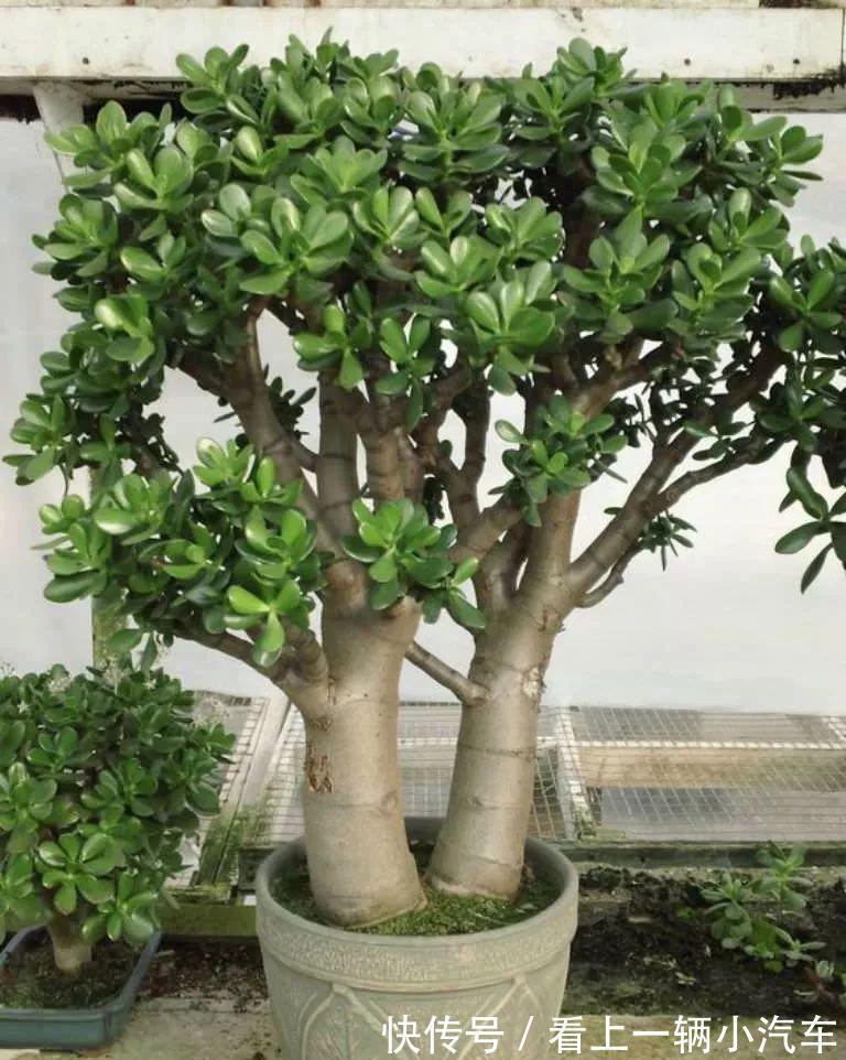 养玉树的4个修剪“姿势”,记住一个就够,不然越养越难看