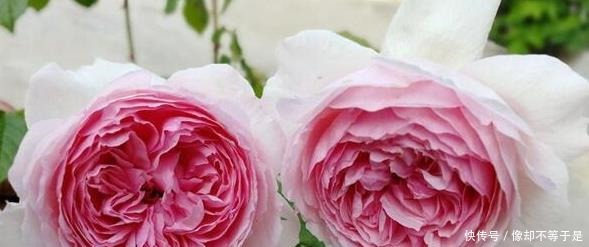 月季|月季缓苗——史上最全攻略!