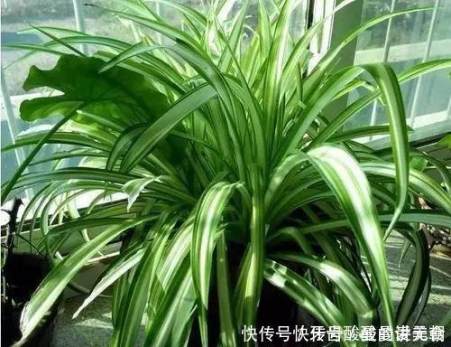 卧室养花选它，人养花花也养人，空气清新改善睡眠，值得拥有！