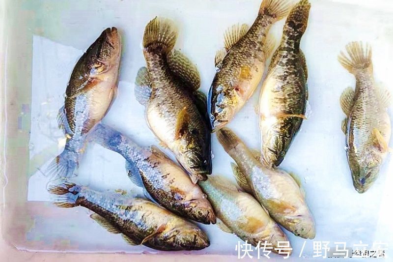 鱼皮|常错认是小杂鱼,殊不知是“鱼中珍品”,市场价60元,别错过