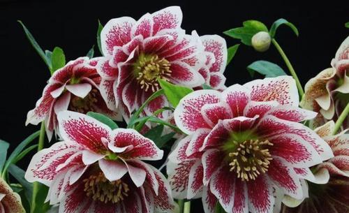 被名字耽误的8种花，好养好看开花惊艳，你最喜欢哪种？