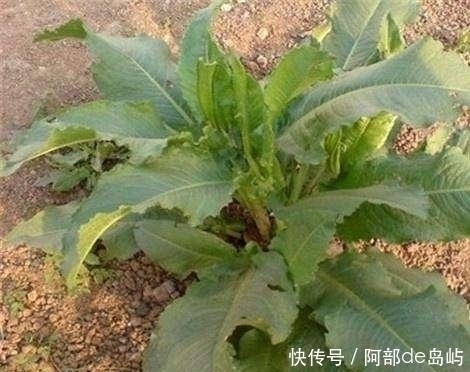 农村一种野草,人称“金不换”,脚崴了捣碎敷上很快就好