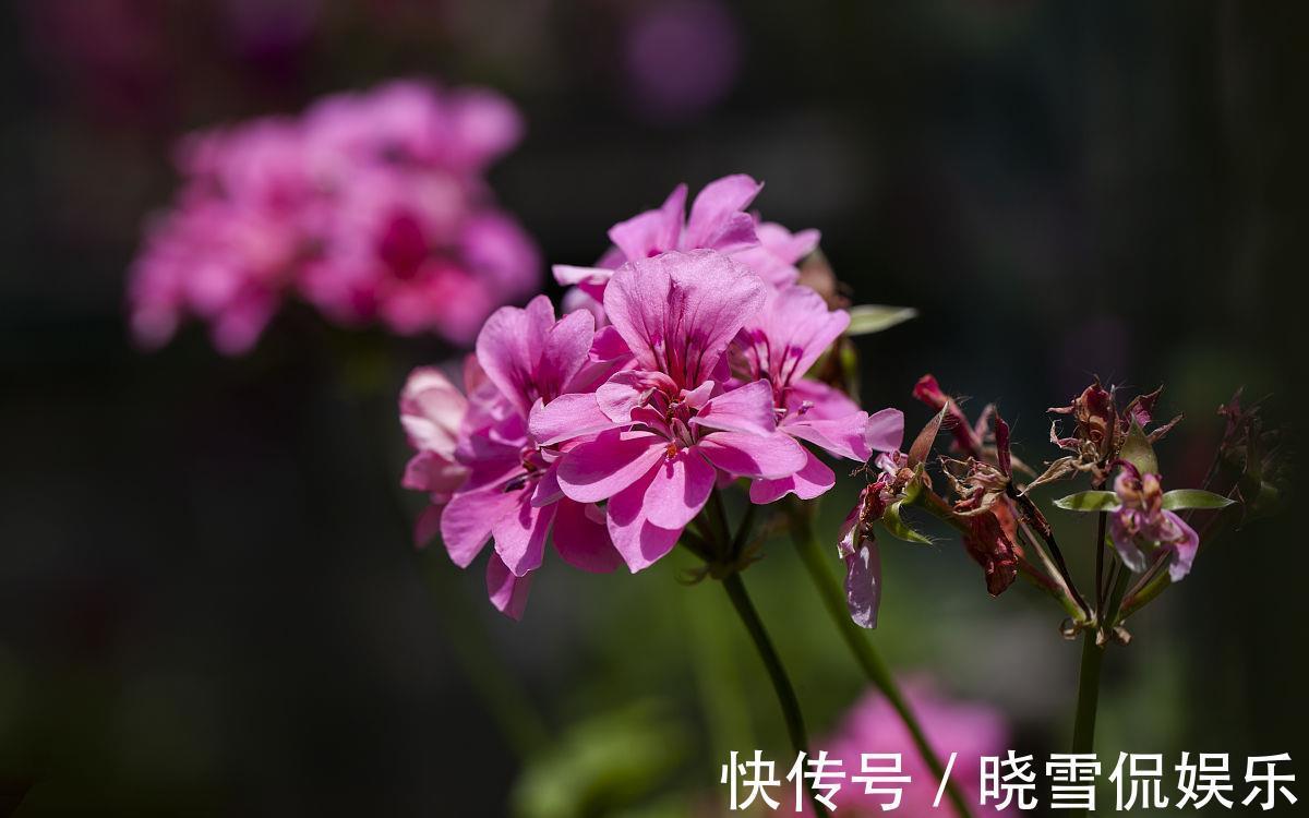 长期|4种适合室内长期养的花卉,个个都是颜值担当,而且还容易养
