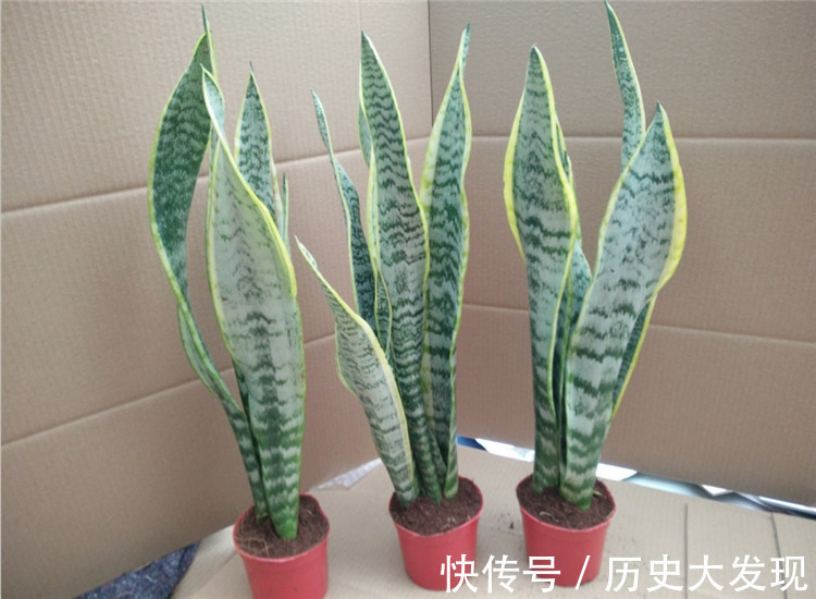 家里常养这四种绿色植物,可以增添绿色和净化空气,家人健康