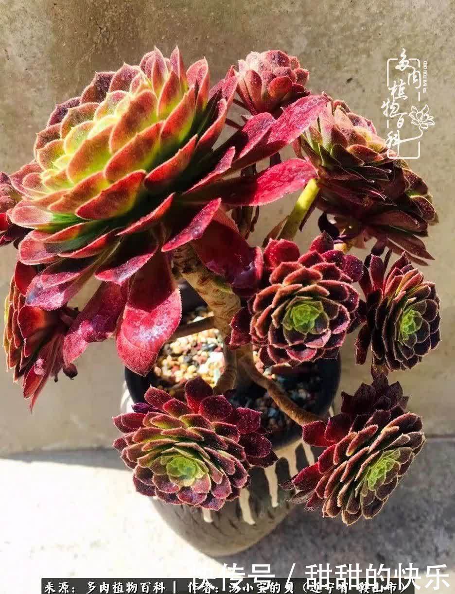 蚧壳虫|远嫁他乡,多肉是我孤寂时最美的陪伴!