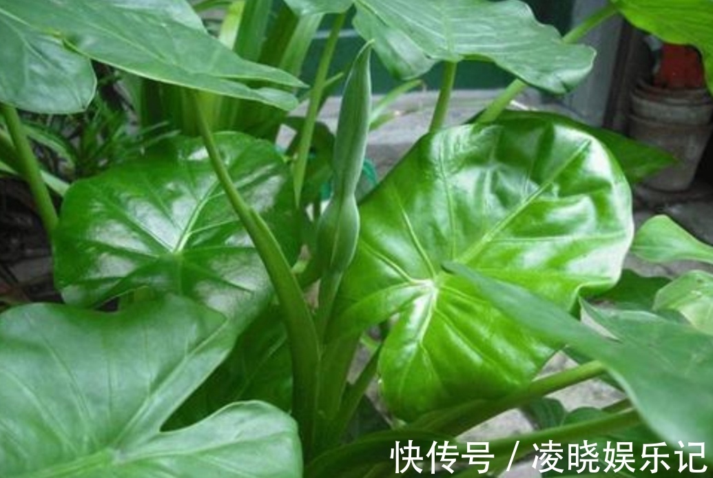 植物|家里经常养的5种花，很多人还不知道有毒性，养护时要注意