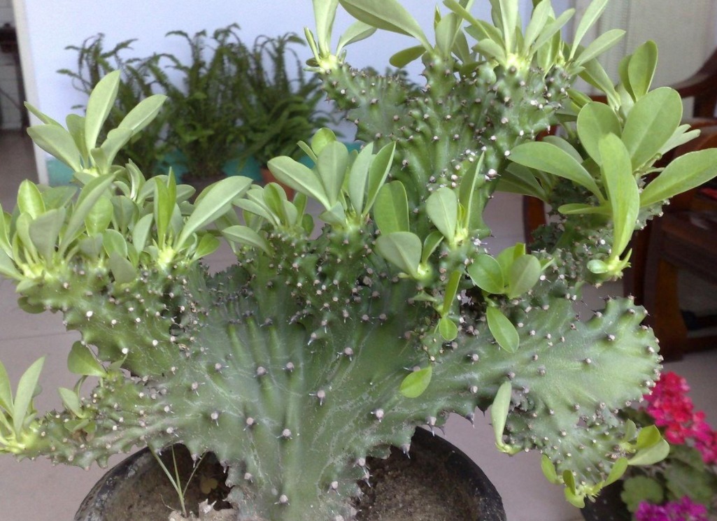 盆栽|麒麟掌,一般人嫌丑,内行人却争相盆栽搁室内,镇宅又气派