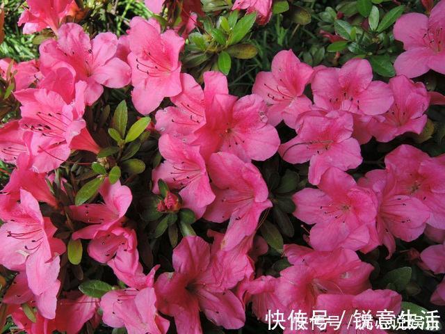 被列入黑名单的花,再便宜也不要!买花需要注意的几个情况