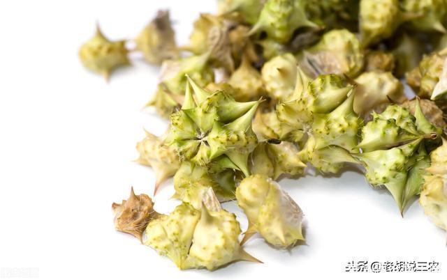 俗语:“公羊不爬跨,蒺藜没到家”是啥意思?蒺藜能帮公羊爬跨?