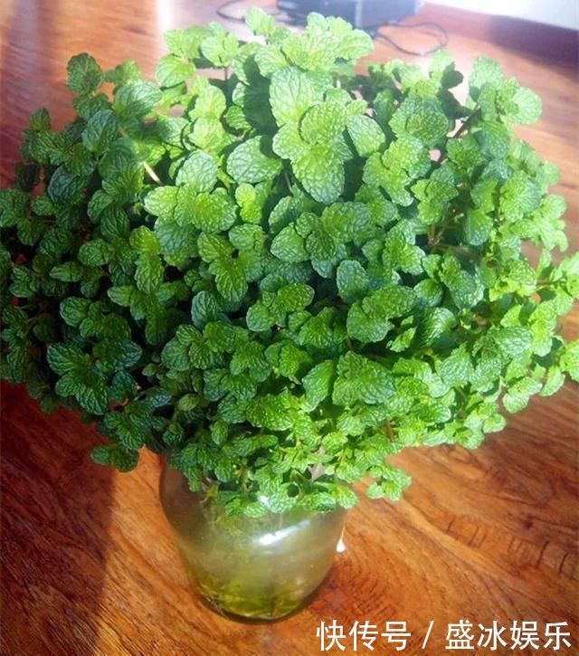 夏天|4种花最喜欢水,夏天养在“水缸”里,30天长爆盆、还开花