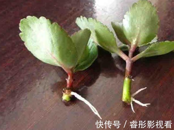 湿润|又到长寿花扦插季节,做好“2选3足”,15天长满白根!