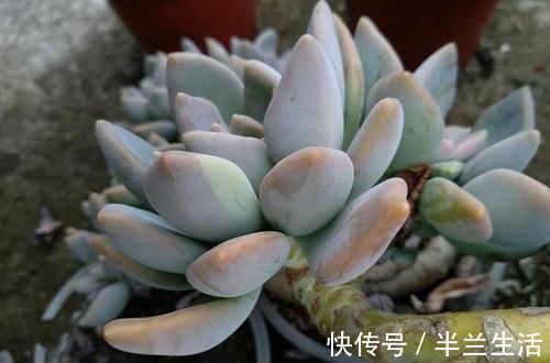 多肉干瘪好像小老头？原因有三种，学会了顺利过冬，长成小胖娃！