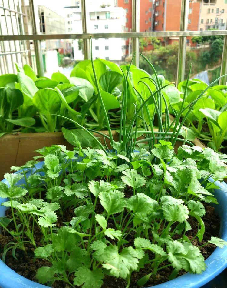 种植|5种“菜根”别扔,插进花盆,浇浇水,半个月长成“小菜园”