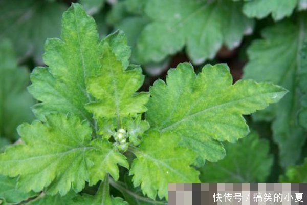 艾草不仅能泡脚,还能洗头,坚持一周,好处主动找上门