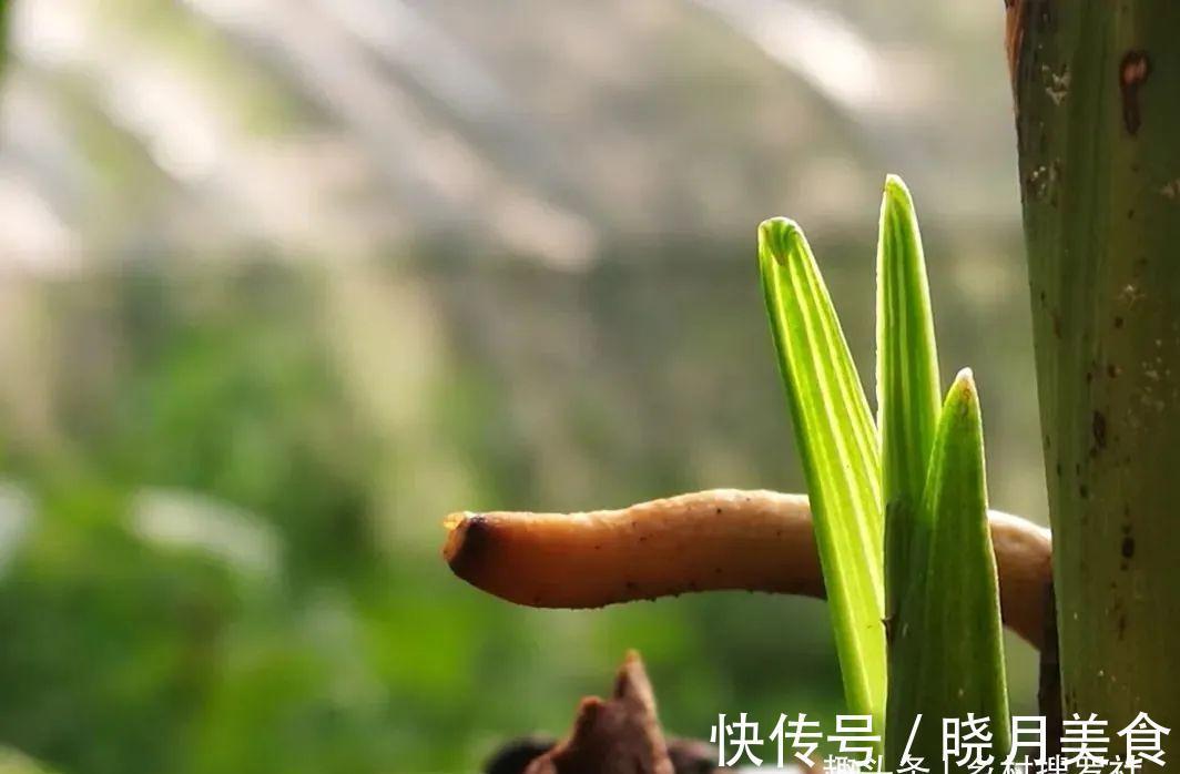 兰花小芽,如何快速养壮呢?兰友:明白了,怪不得养一年也长不大