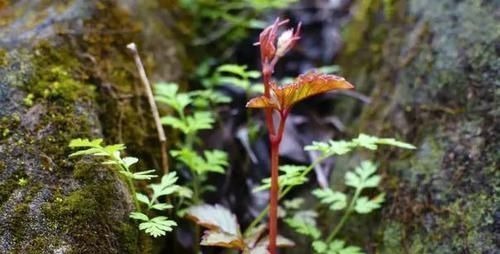 葫芦科|长在农村的“不老草”,在路边不起眼,殊不知营养价值不输人参!