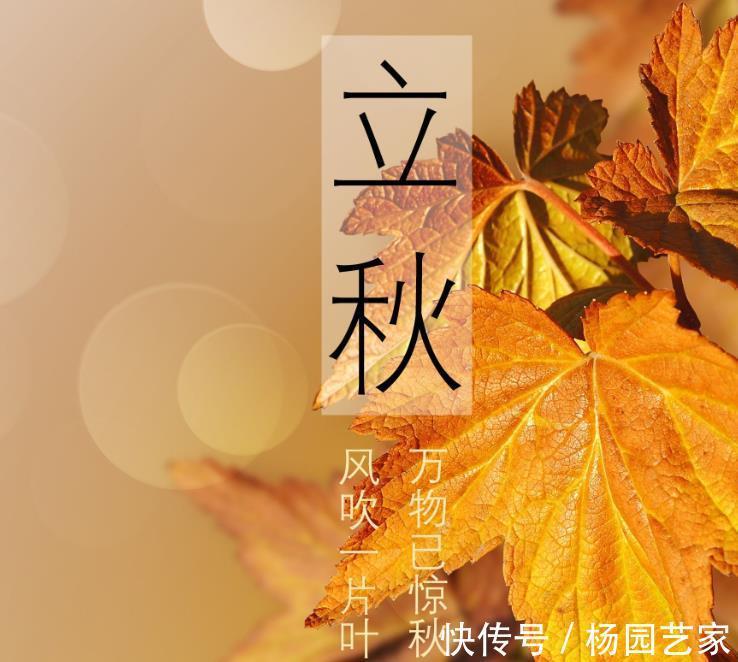 种植|立秋后,种上几样健康蔬菜,秋冬季节天天吃新鲜菜