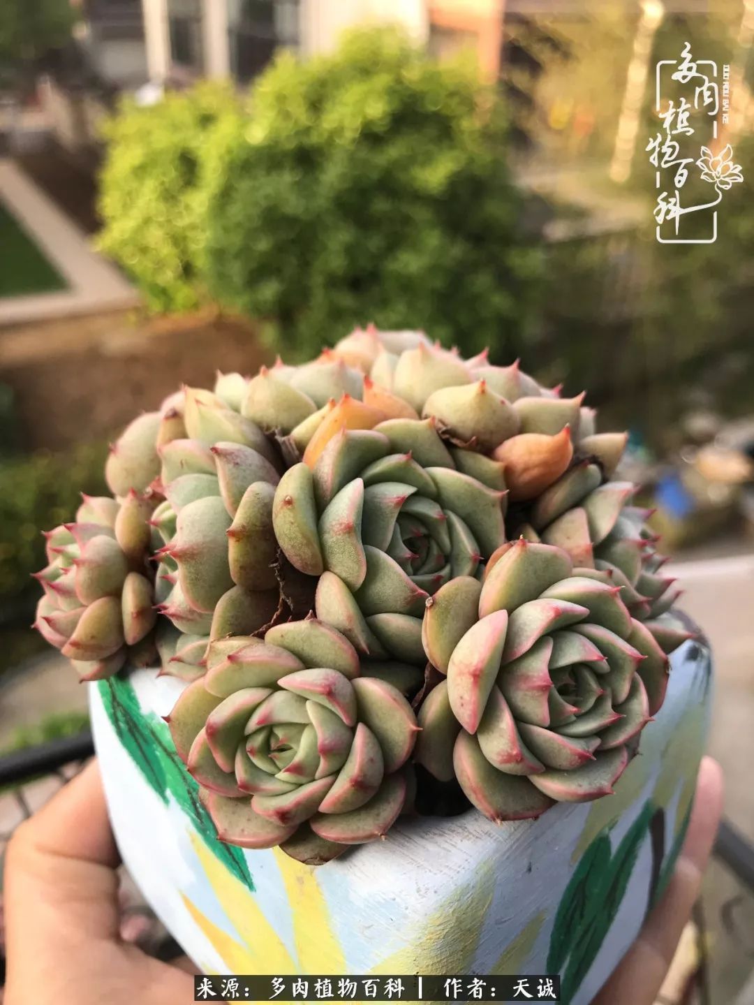 吃饱喝足,包邮区的多肉养精蓄锐准备渡劫!