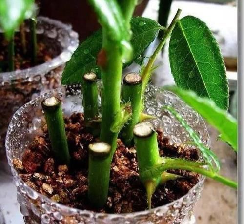 为什么扦插月季花总是黑杆？