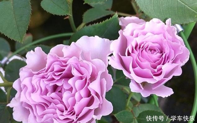 它的枝条,沾上水土就生根,漂亮好养味道香,关键花期长,花量大!