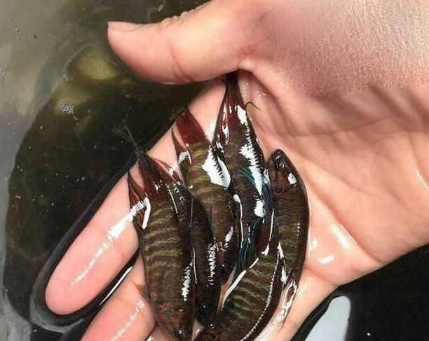 儿时农村田间的野生小鱼,如今慢慢的消失了,你们那还有吗?