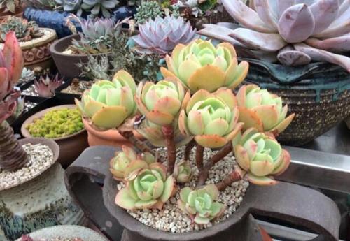 长势|夏天老花匠都爱养的碧桃多肉,颜值高叶肥厚,皮实好养适合新手