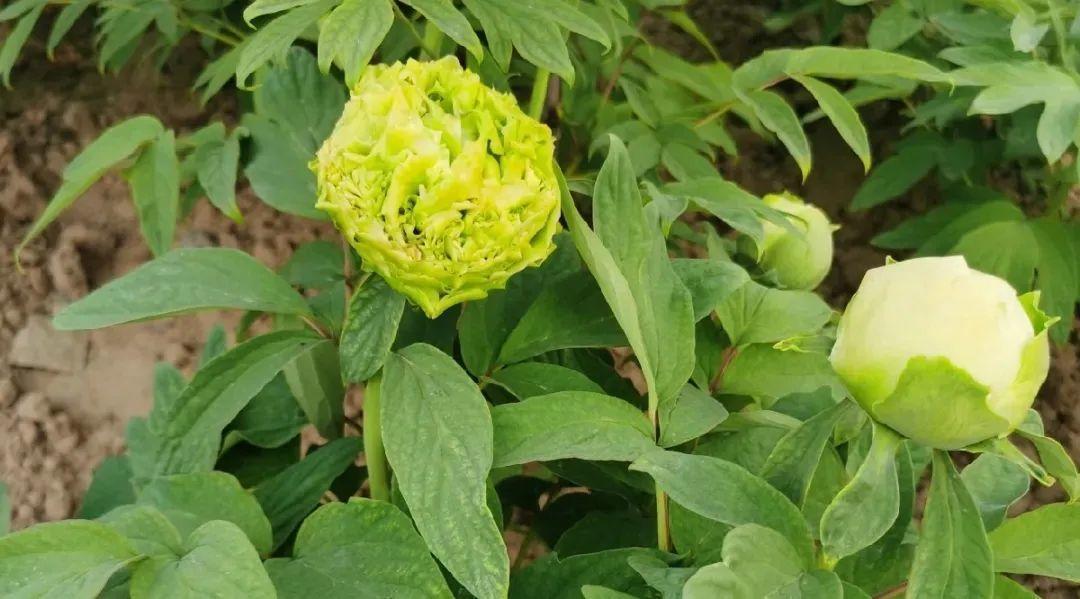 品种|这花只能秋天养,埋土里就活,晚了再等一整年!