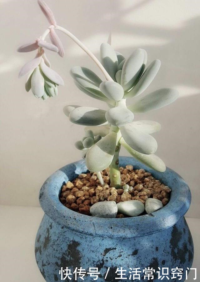 萌多肉再来一款，仅次桃蛋的粉，就属白美人啦！