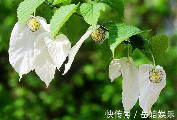 植物界的大熊猫,好像展翅飞翔的白鸽,象征着和平