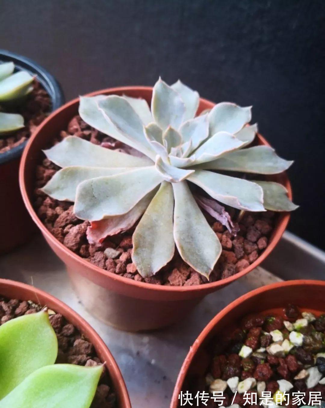 给花赶紧摘叶子,掐光后别浇水,立马又冒10个芽