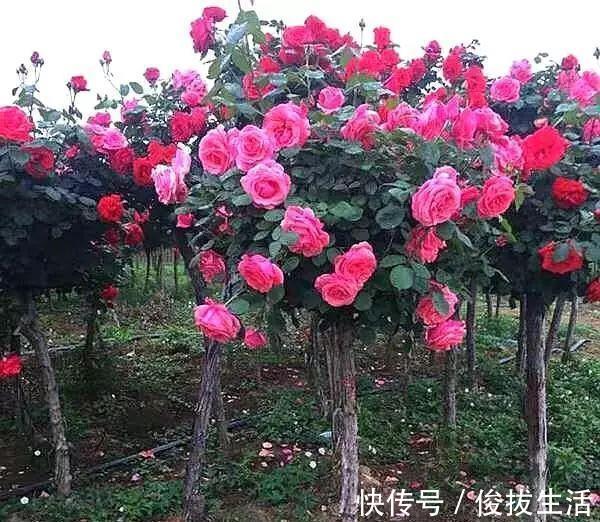 树状|杜鹃花，栀子花扔了吧养棵“花树”，能开花300天，见土就活