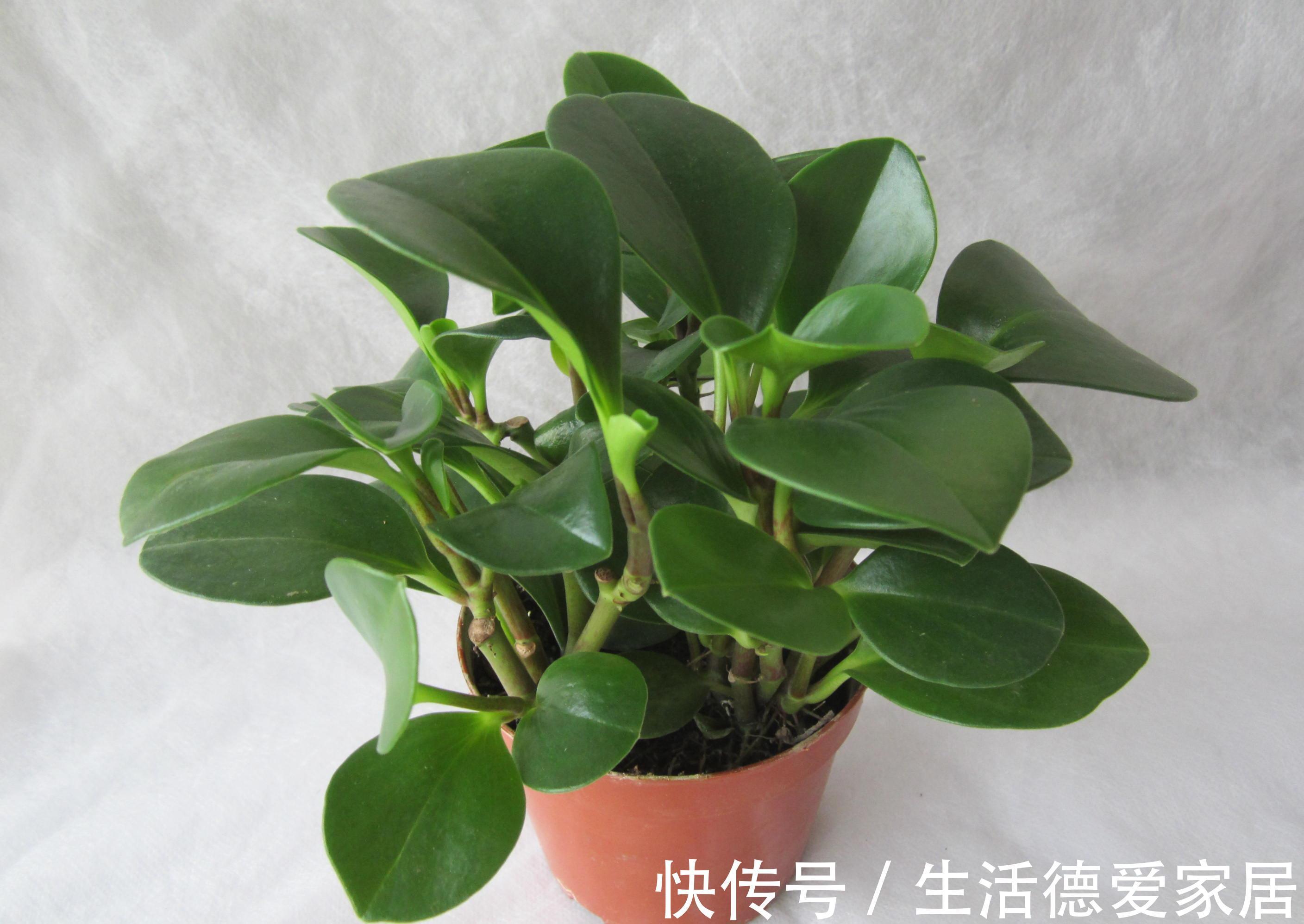 植株|豆瓣绿叶子发黄怎么办，注意4个方面就能有效解决豆瓣绿叶黄问题