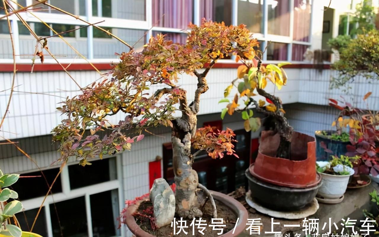 花期|这6种花在阳台很好养，只要有阳光就特别旺盛，花期长颜值还很高