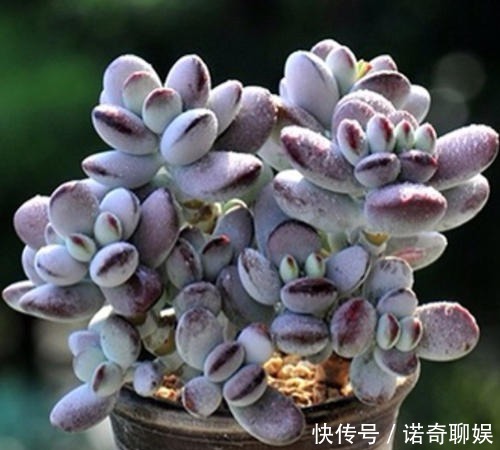 多肉达人给你推荐几款多肉,便宜好养容易出状态,适合新手!