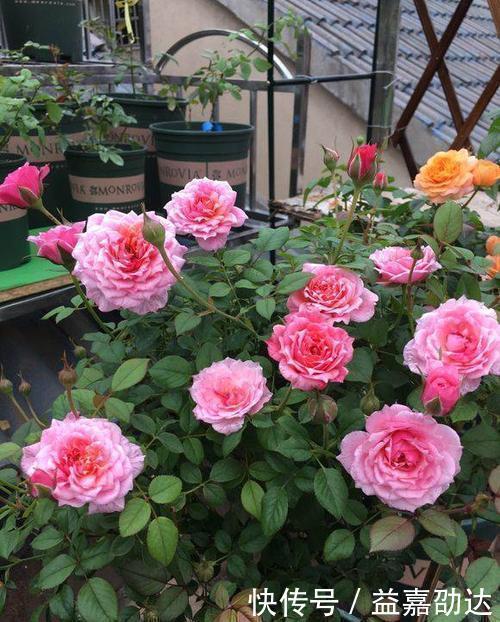 种植|新手初养月季必备清单,了解掌握,种植月季事半功倍!