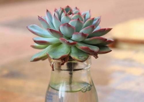 新手养无根多肉发根难!学会这2招,7到10天就生根