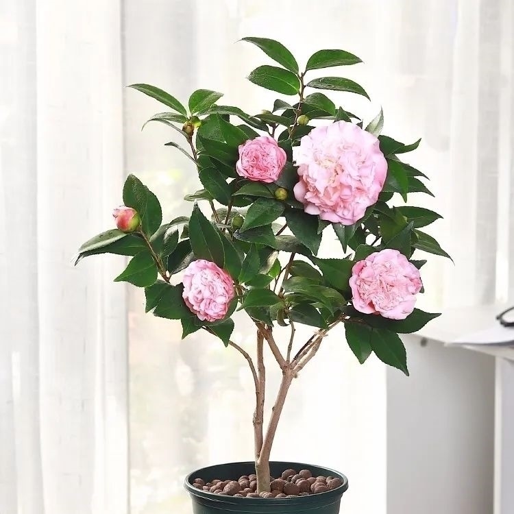 家养六种花,个个都是“醋坛子”,隔几天喝一点醋,叶子绿油油的,越长越旺盛